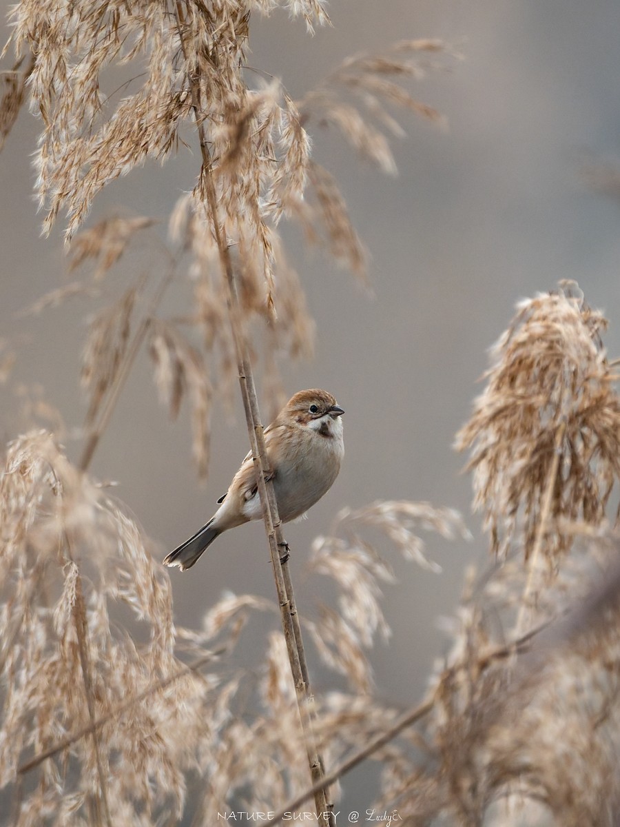 Pallas's Bunting - ML645480380