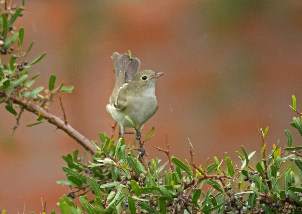 White-crested Elaenia - ML645480399