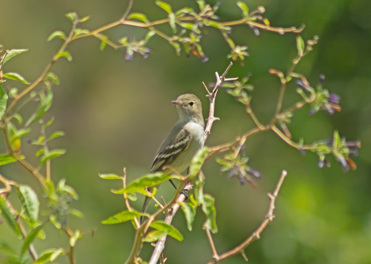 White-crested Elaenia - ML645480400