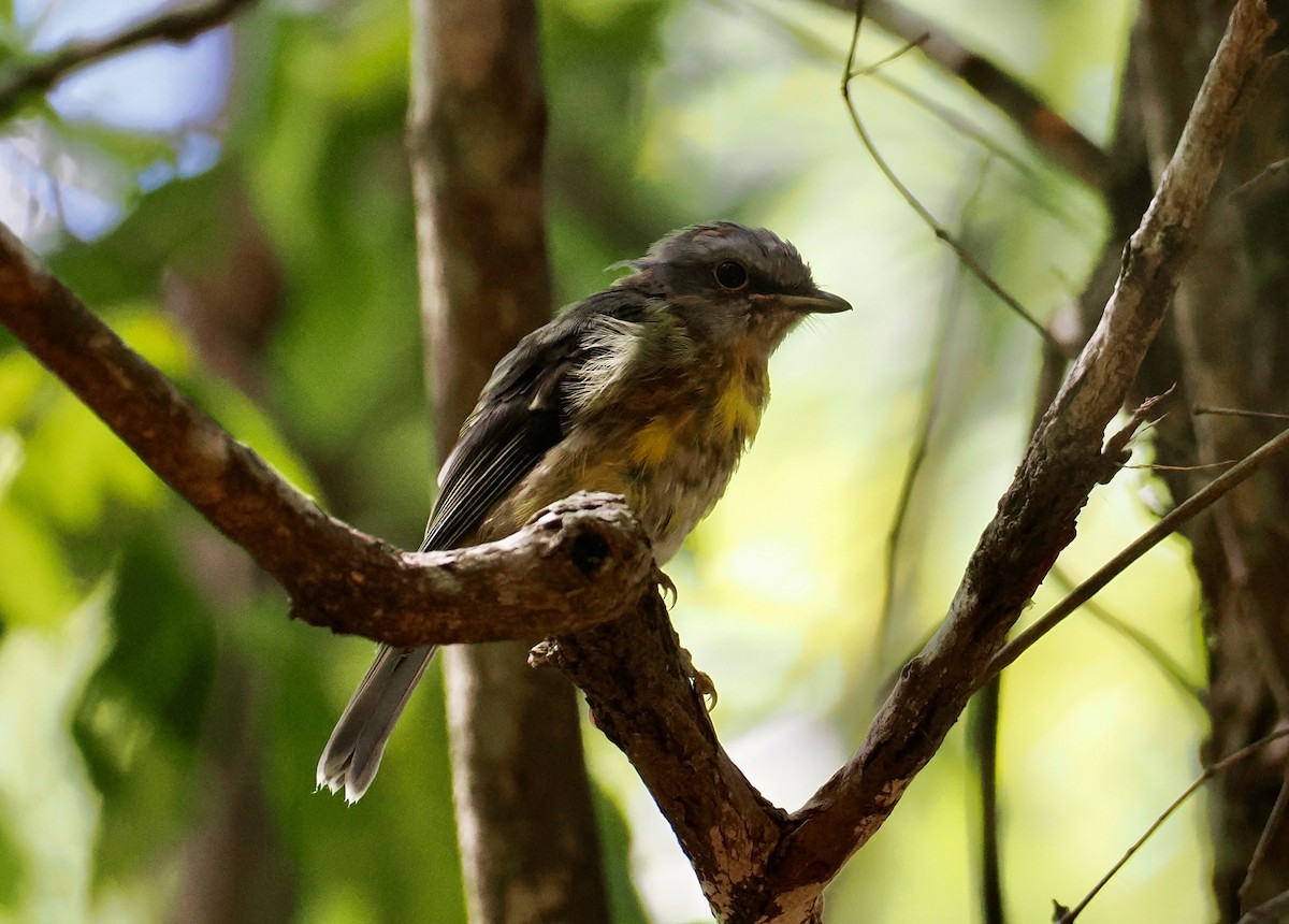 Eastern Yellow Robin - ML645480401