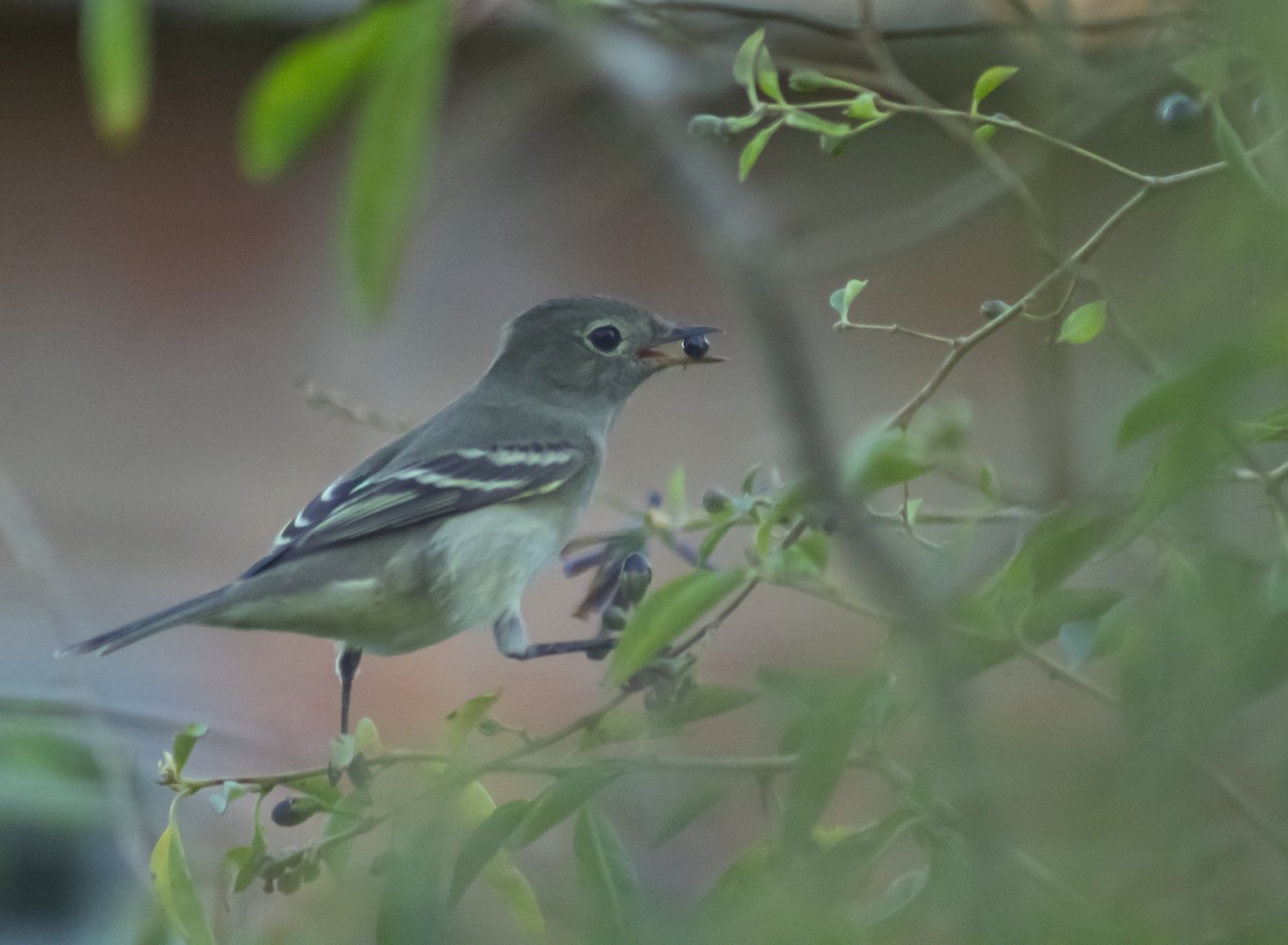 White-crested Elaenia - ML645480402