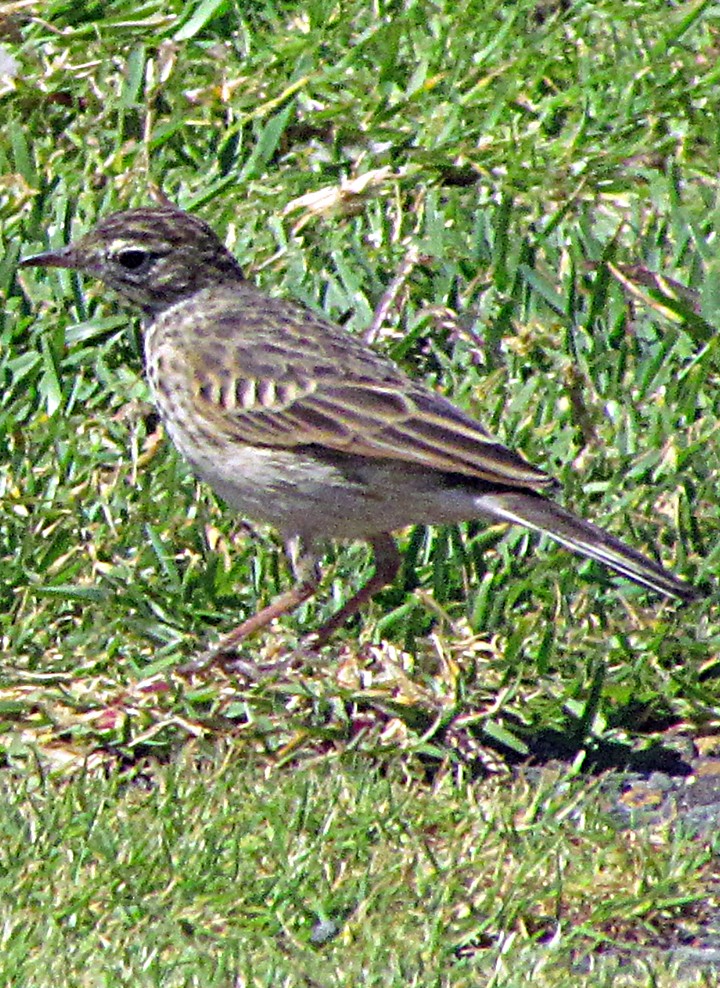 Australian Pipit - ML645480408