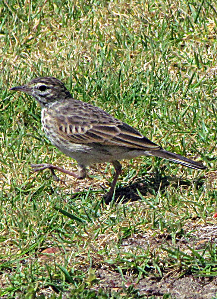 Australian Pipit - ML645480410