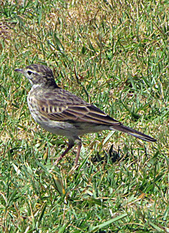 Australian Pipit - ML645480411