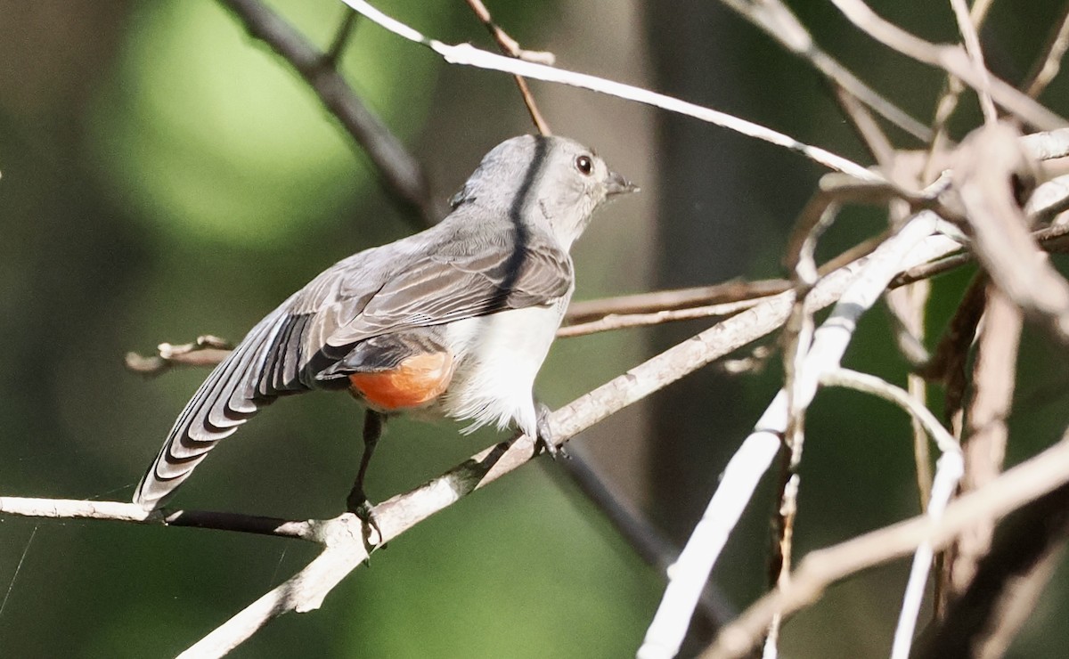 Mistletoebird - ML645480413