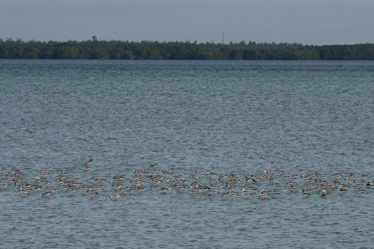 Crab-Plover - ML645480414