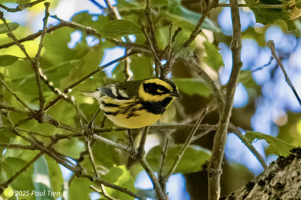 Townsend's Warbler - ML645480415