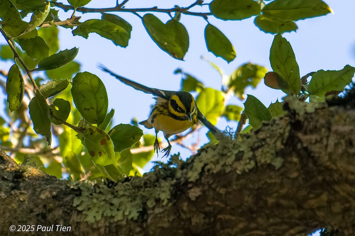 Townsend's Warbler - ML645480416