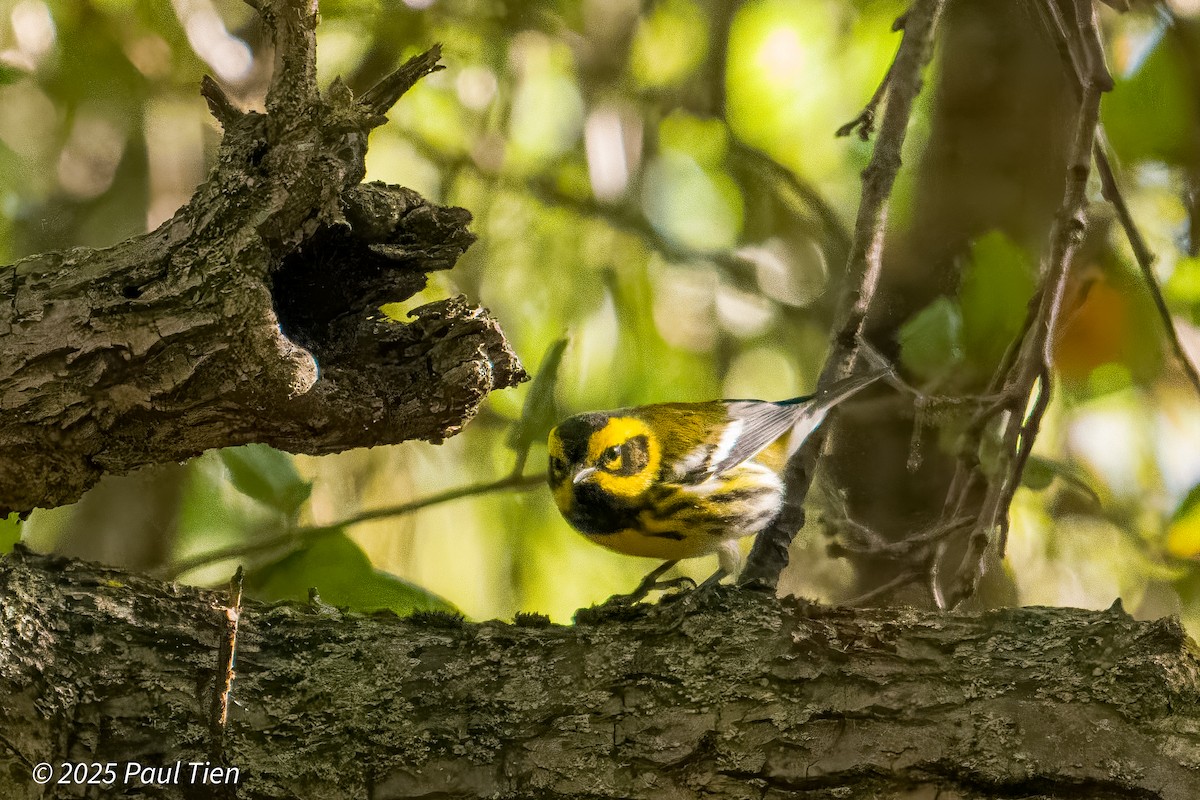 Townsend's Warbler - ML645480417
