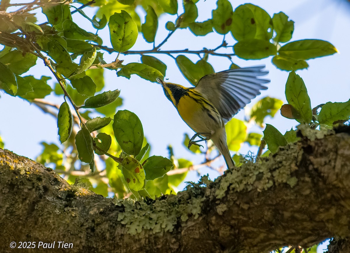 Townsend's Warbler - ML645480418