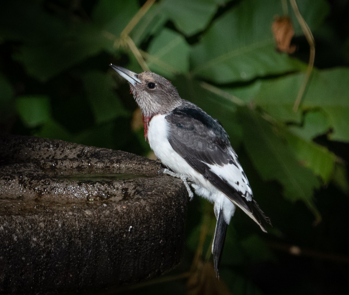 Red-headed Woodpecker - ML645480421