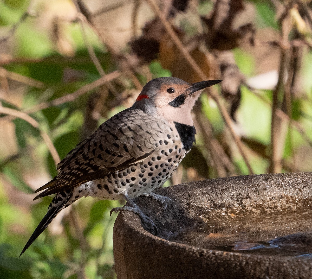 Northern Flicker - ML645480423