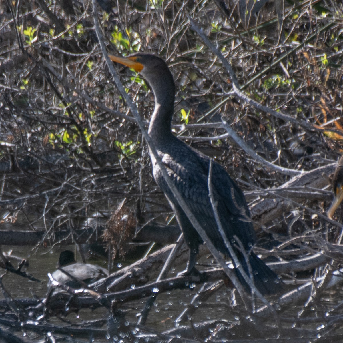 Cormoran à aigrettes - ML645480428