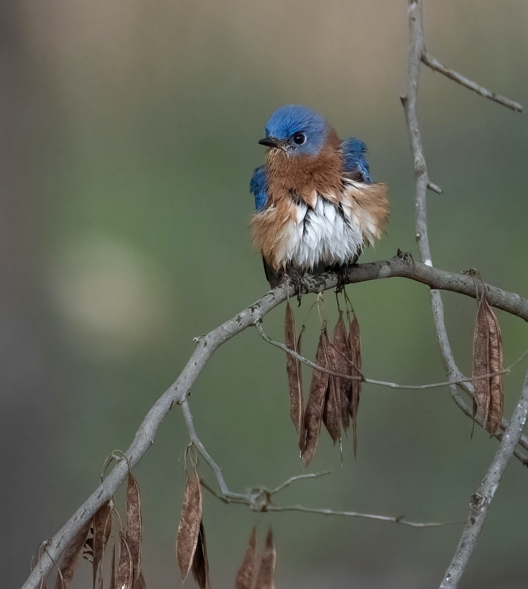 Eastern Bluebird - ML645480429