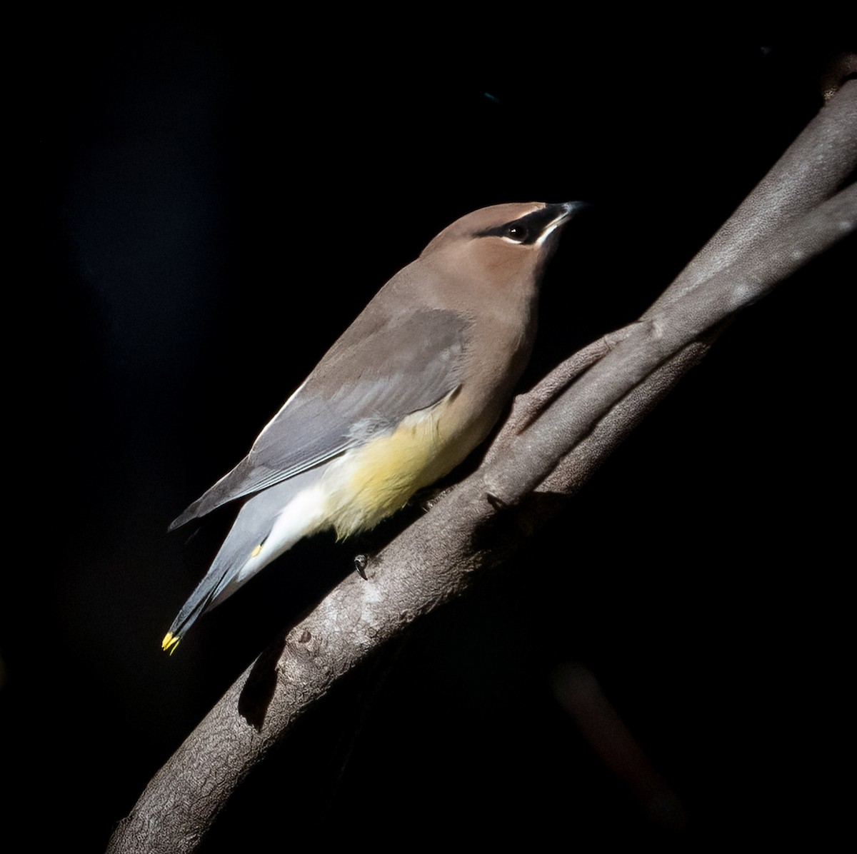 Cedar Waxwing - ML645480435