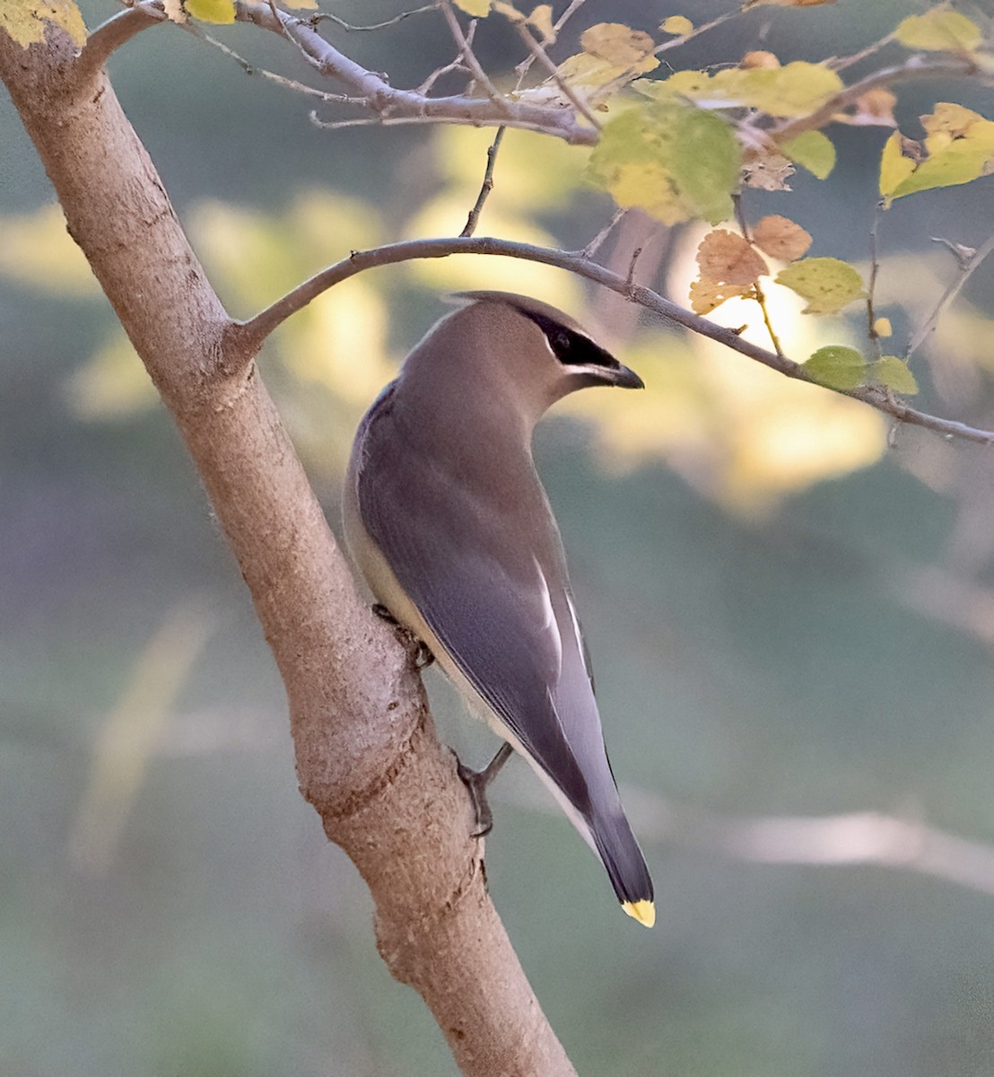 Cedar Waxwing - ML645480436