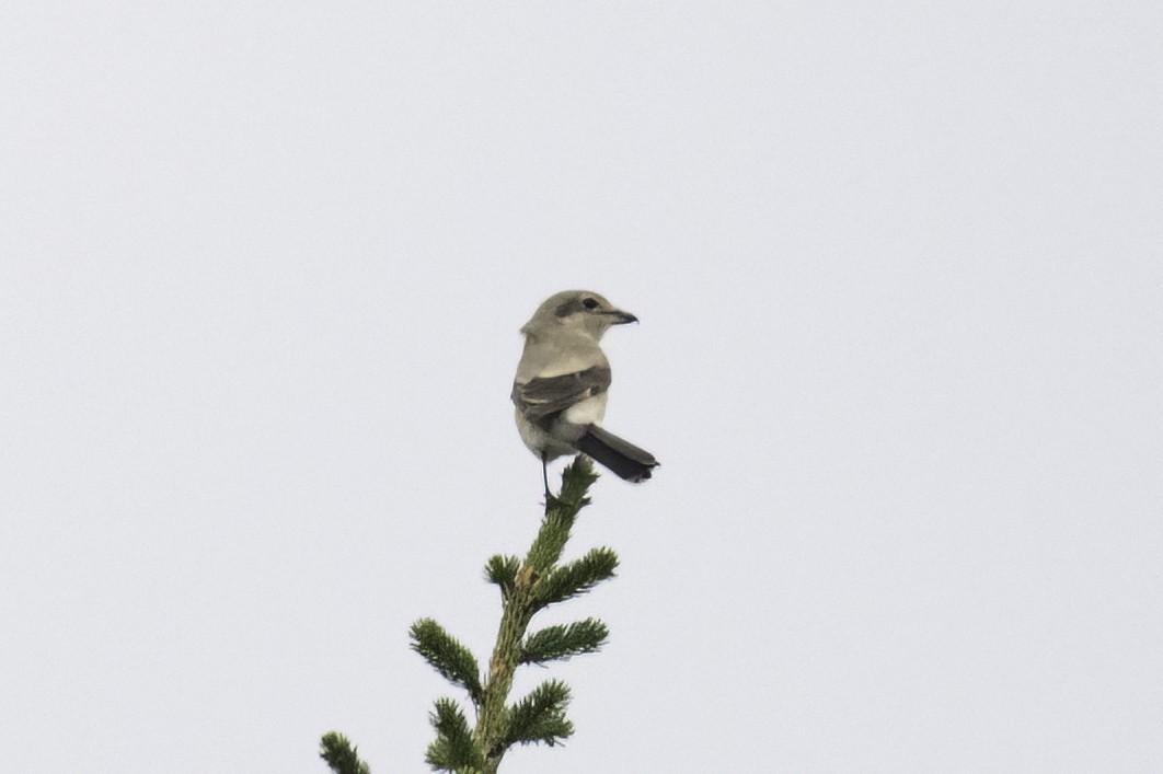 Alcaudón Boreal - ML645480437