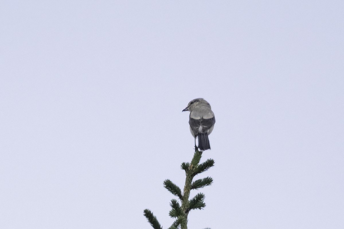 Alcaudón Boreal - ML645480438