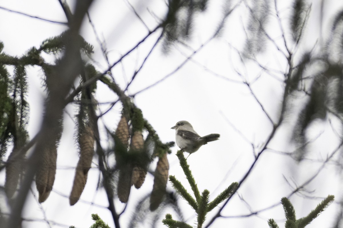 Alcaudón Boreal - ML645480439