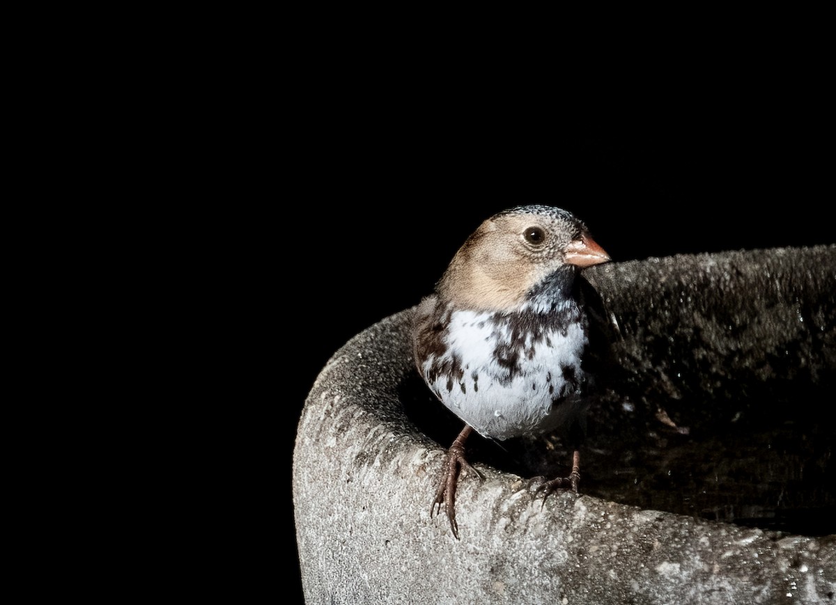 Harris's Sparrow - ML645480440