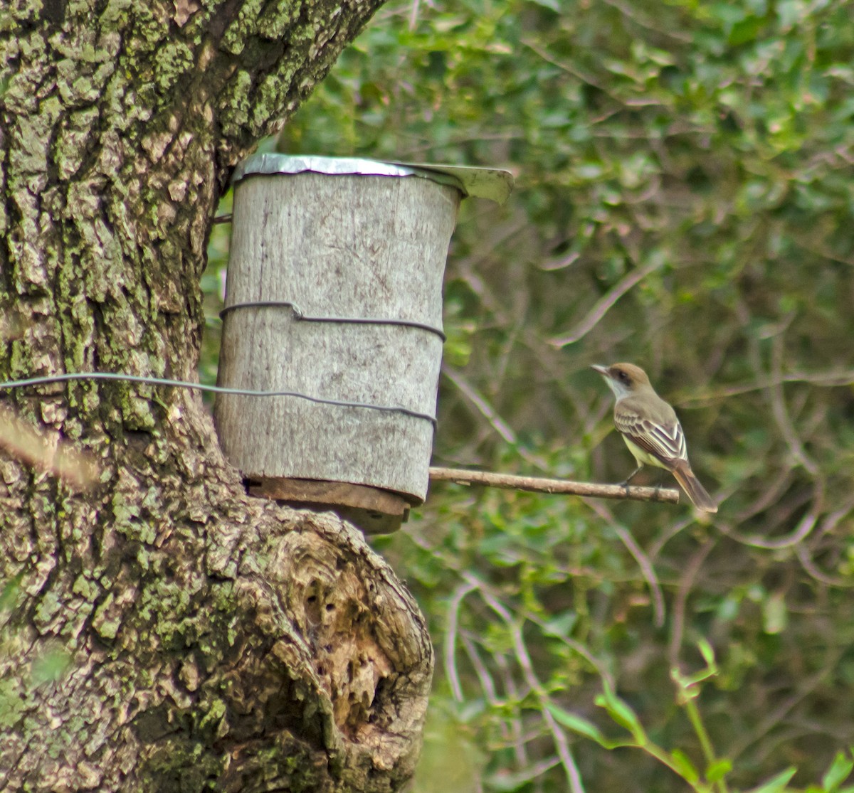 Swainson's Flycatcher - ML645480444