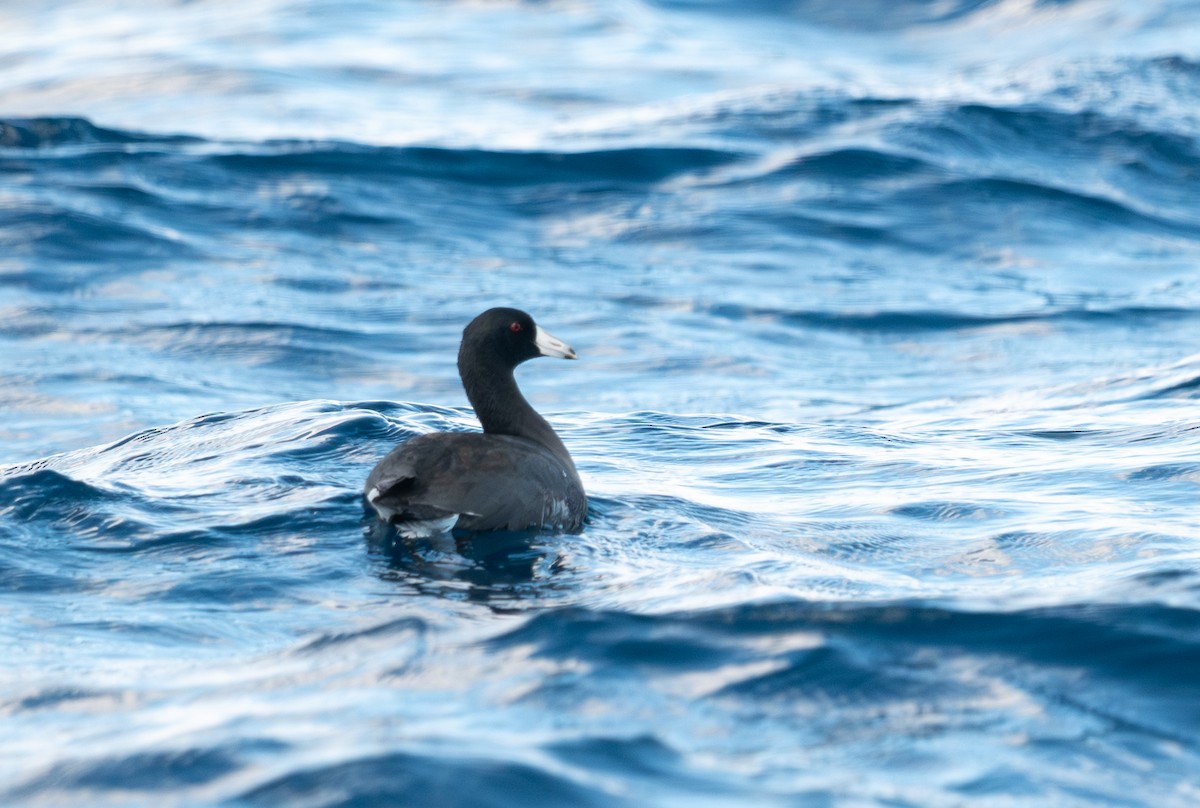 American Coot (Red-shielded) - ML645480446