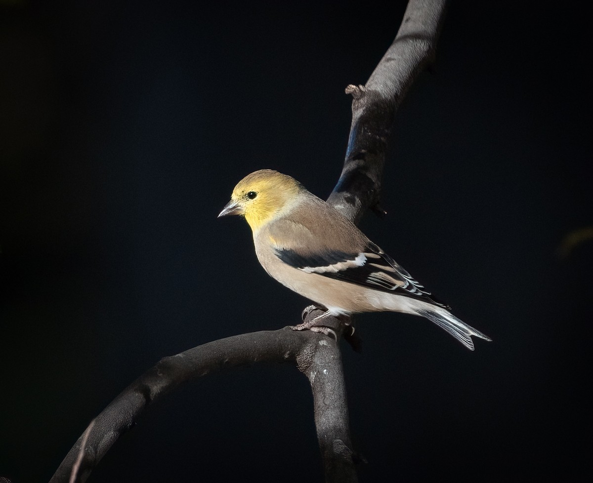 American Goldfinch - ML645480447