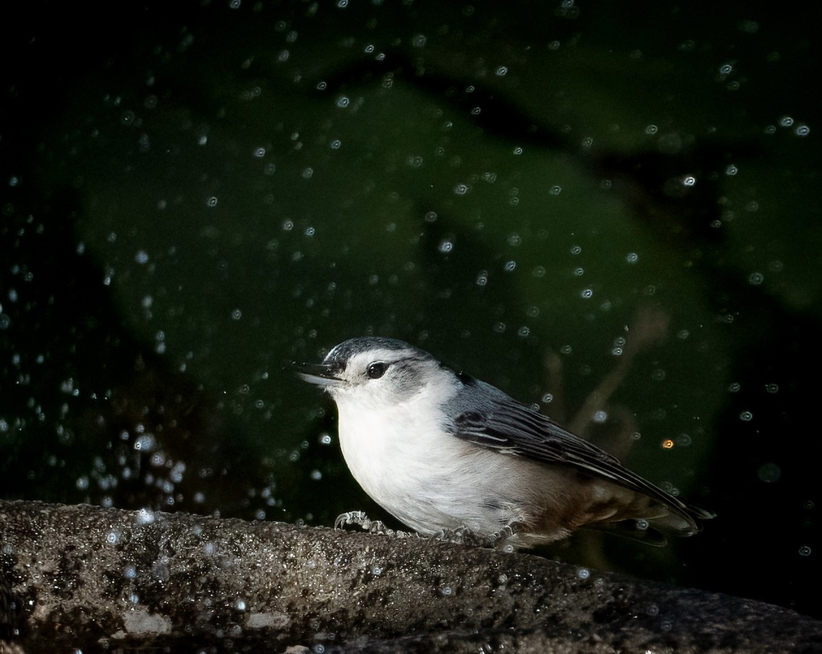 White-breasted Nuthatch - ML645480448