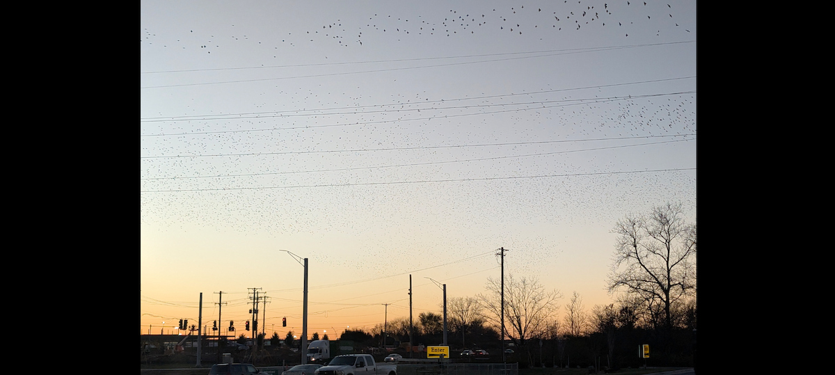 Estornino Pinto - ML645480450