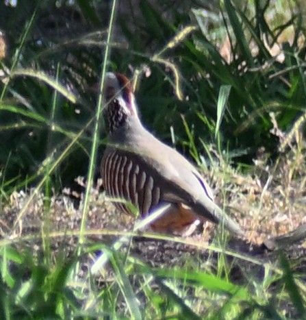 Barbary Partridge - ML645480451