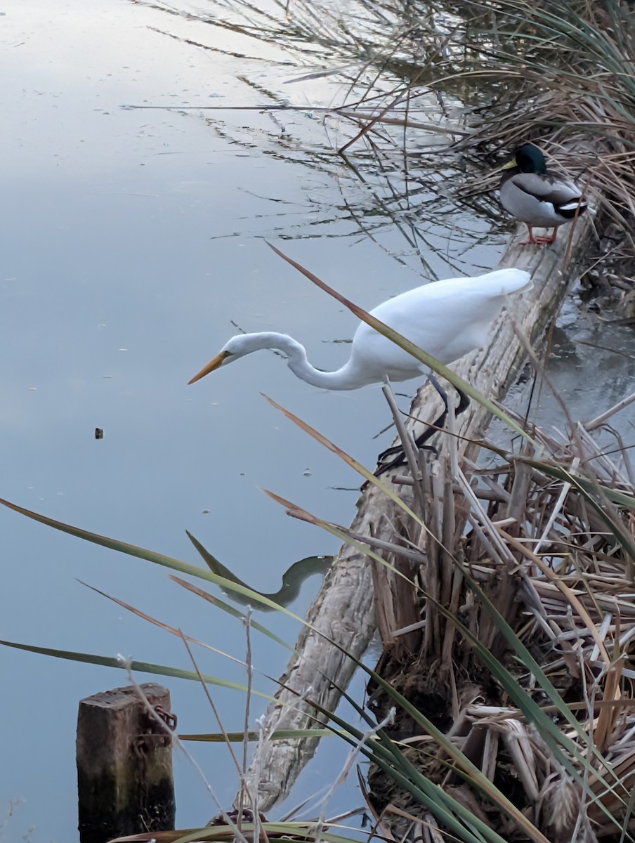 Garceta Grande - ML645480452