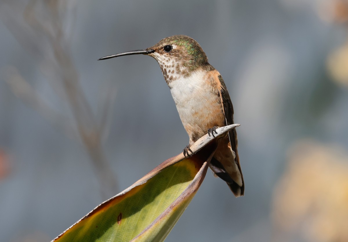 Allen's Hummingbird - ML645480454
