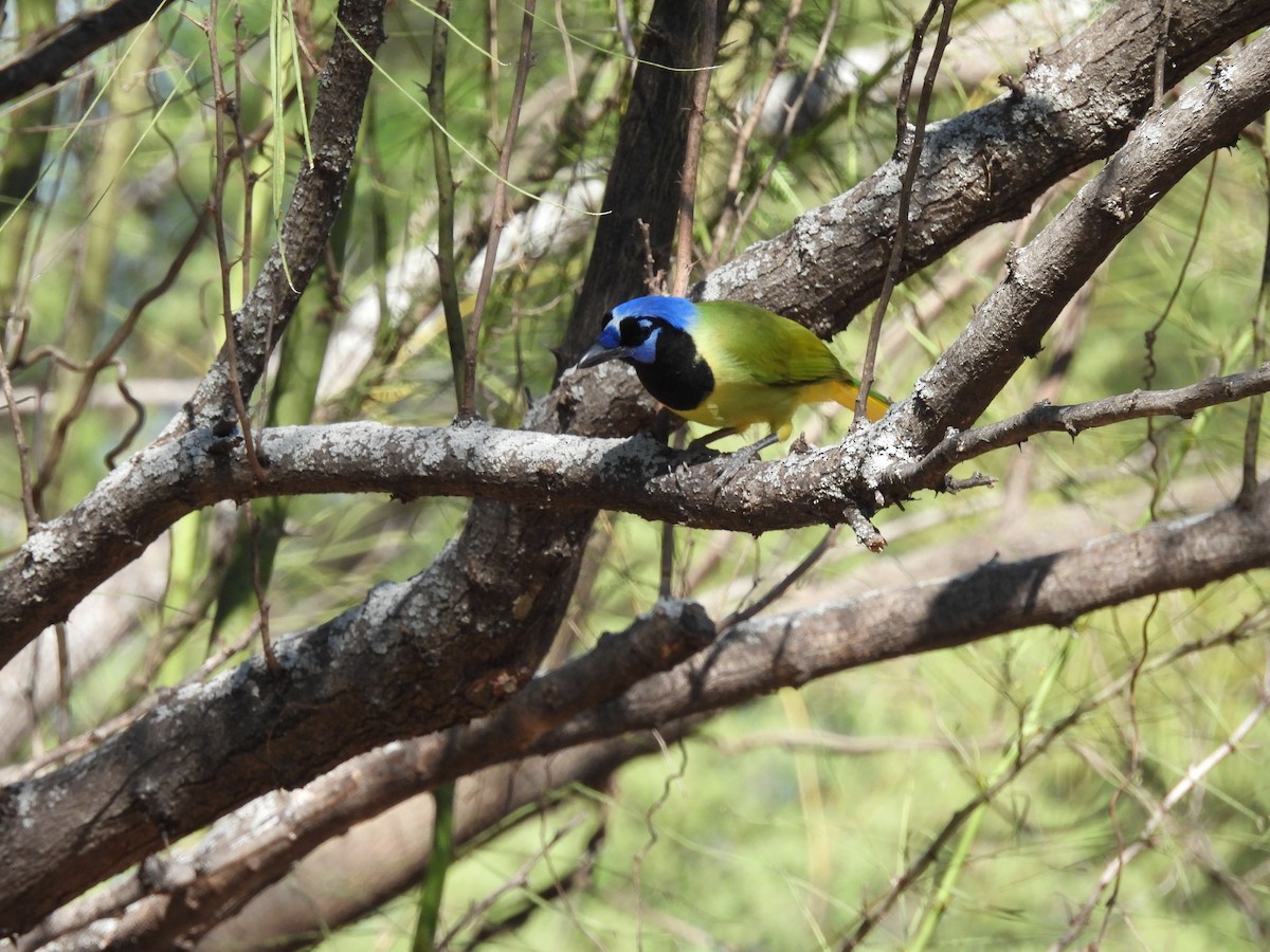 Geai vert - ML645480456