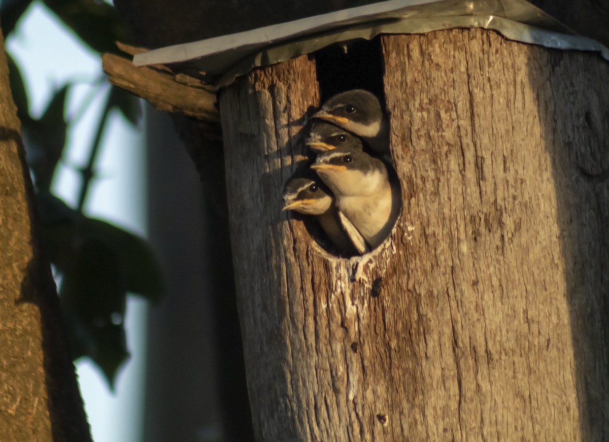 White-rumped Swallow - ML645480462
