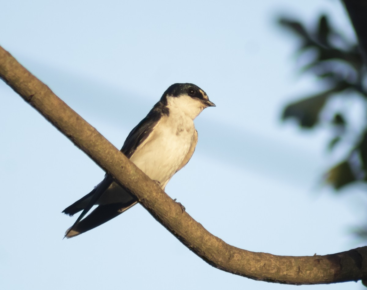 White-rumped Swallow - ML645480463