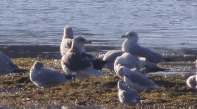 Zafferano - ML645480469