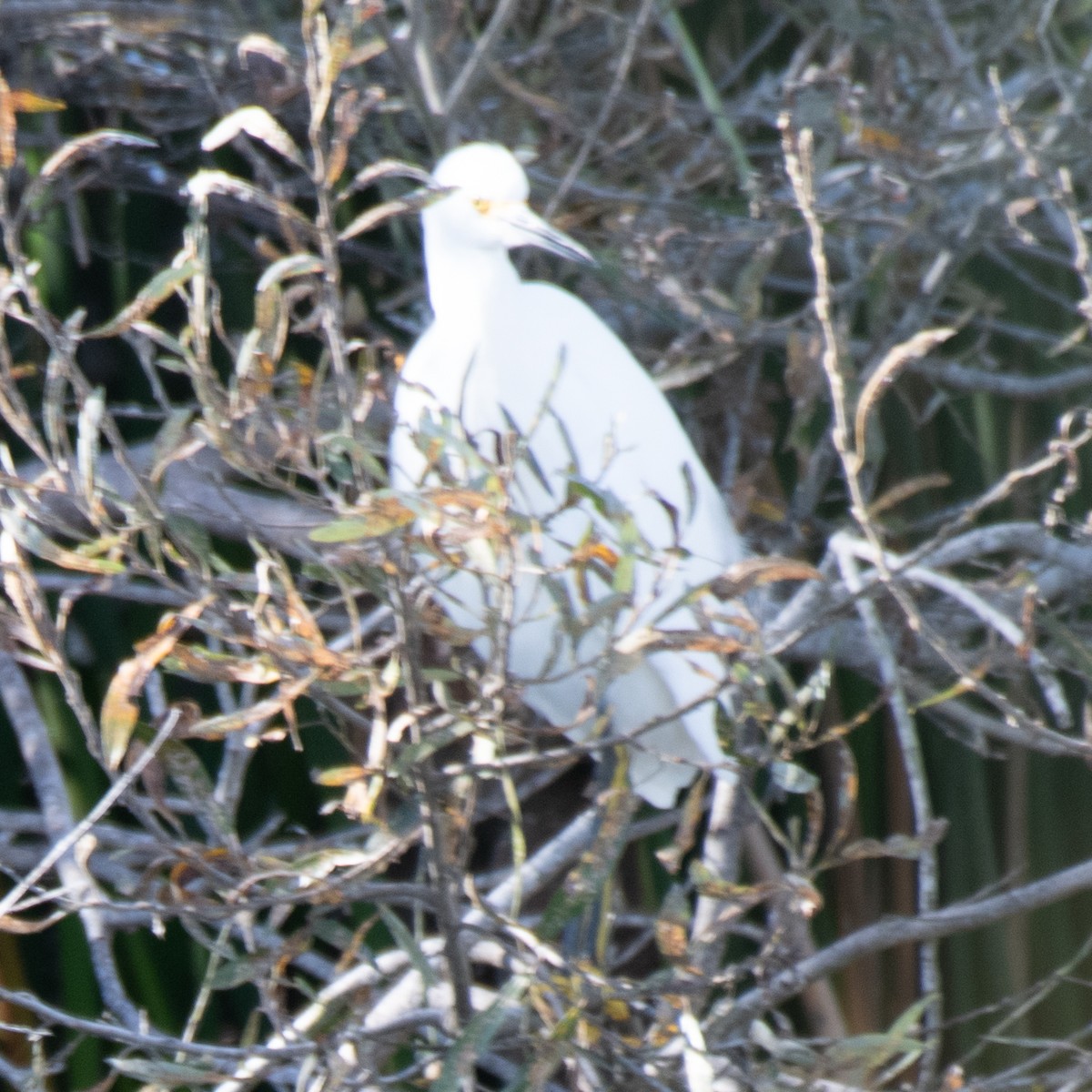 Snowy Egret - ML645480470