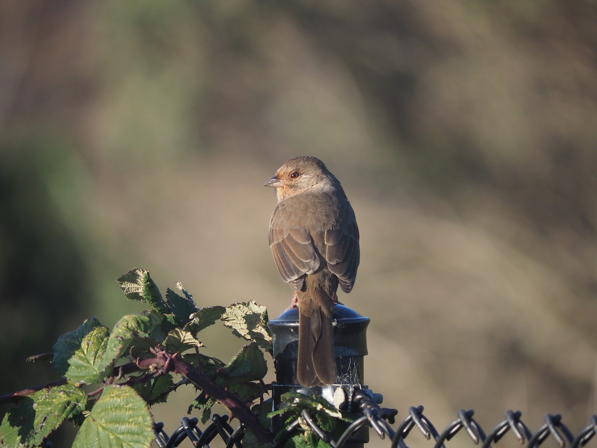 California Towhee - ML645480477