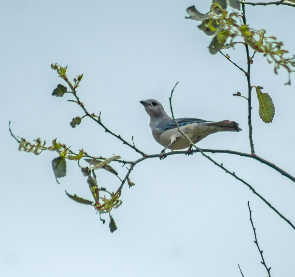 Sayaca Tanager - ML645480482