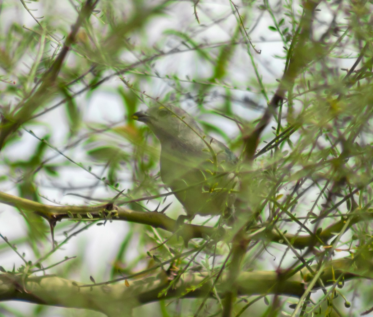 Sayaca Tanager - ML645480483