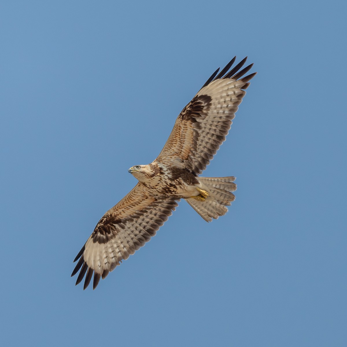 káně bělochvostá - ML645480486