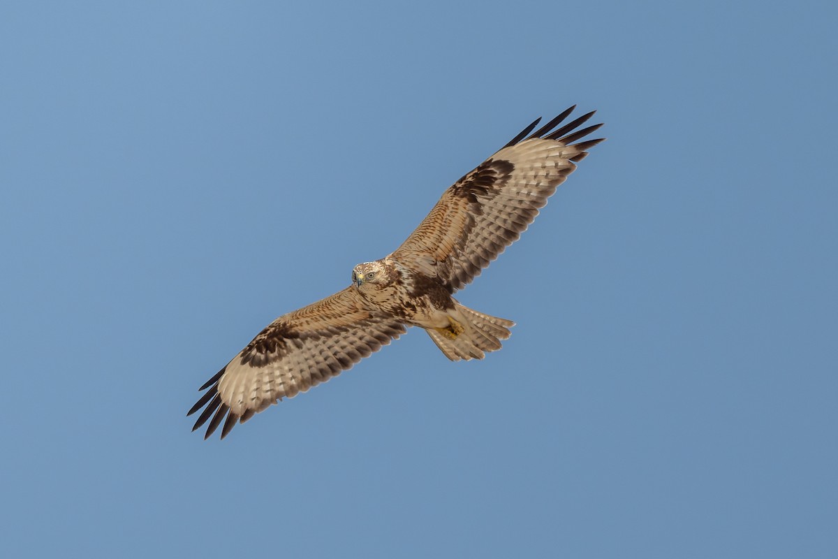 káně bělochvostá - ML645480487