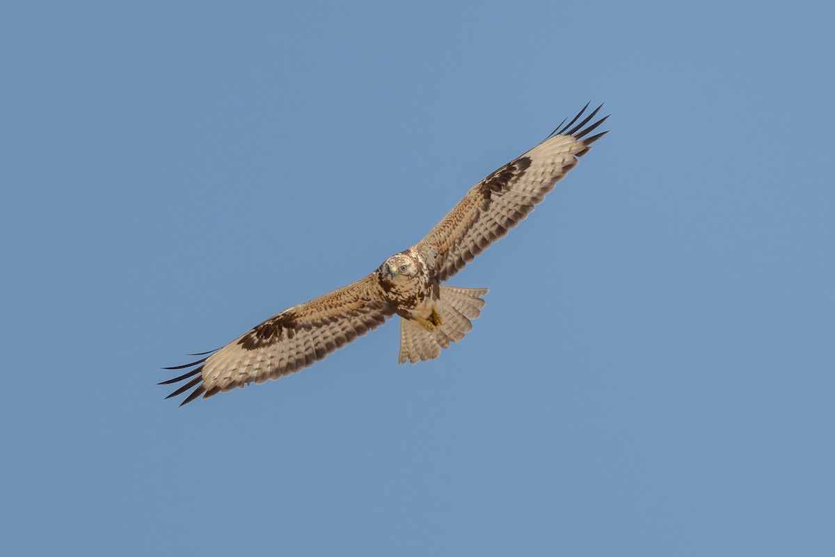 káně bělochvostá - ML645480488