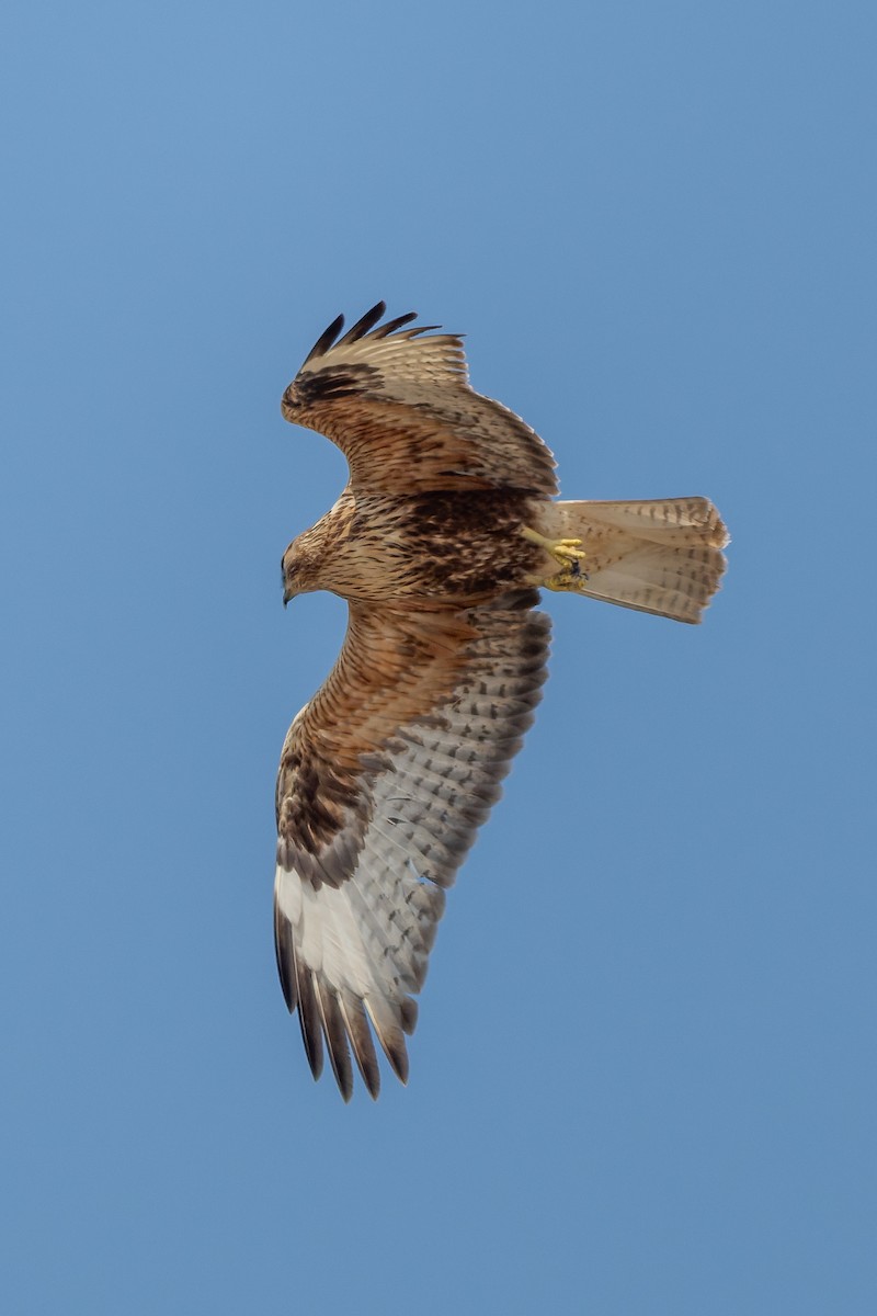 káně bělochvostá - ML645480497