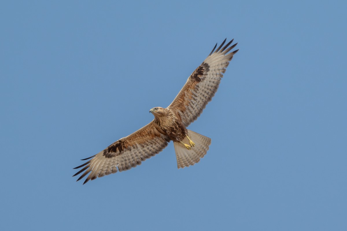 káně bělochvostá - ML645480499