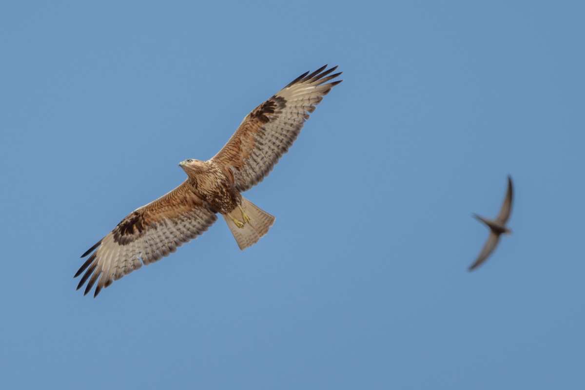 káně bělochvostá - ML645480500