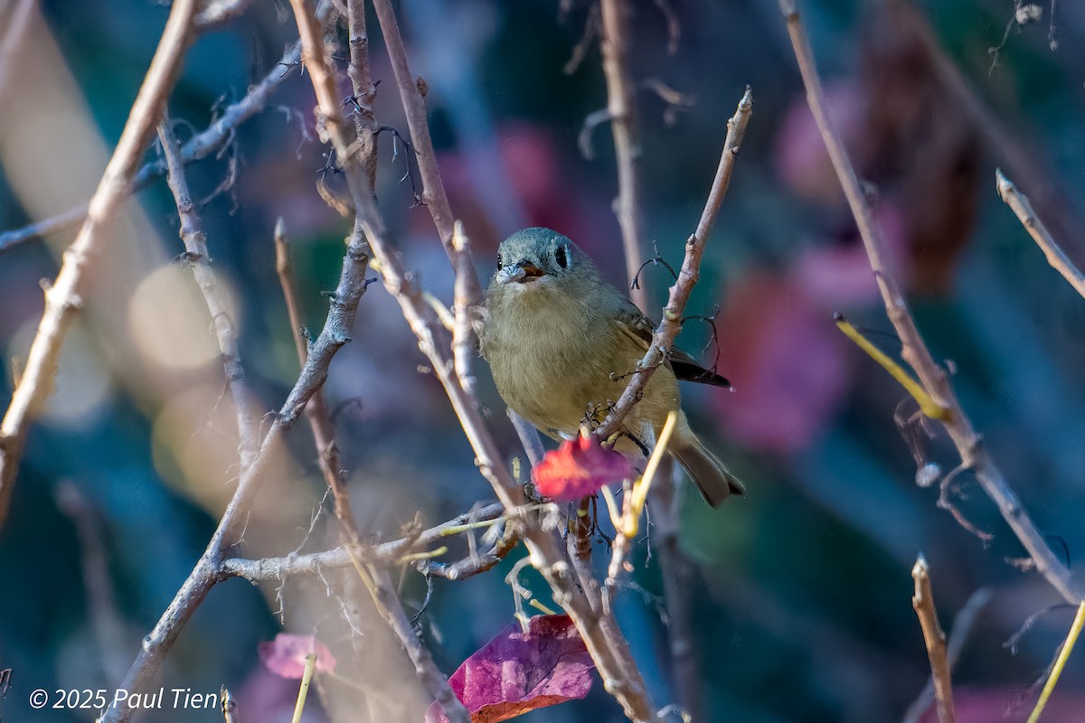 Ruby-crowned Kinglet - ML645480501