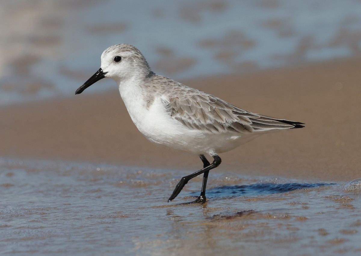 Sanderling - ML645480504