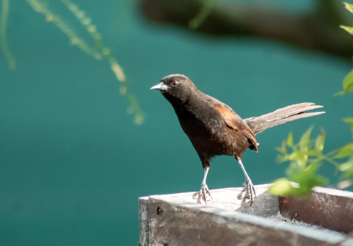 Variable Oriole - ML645480514