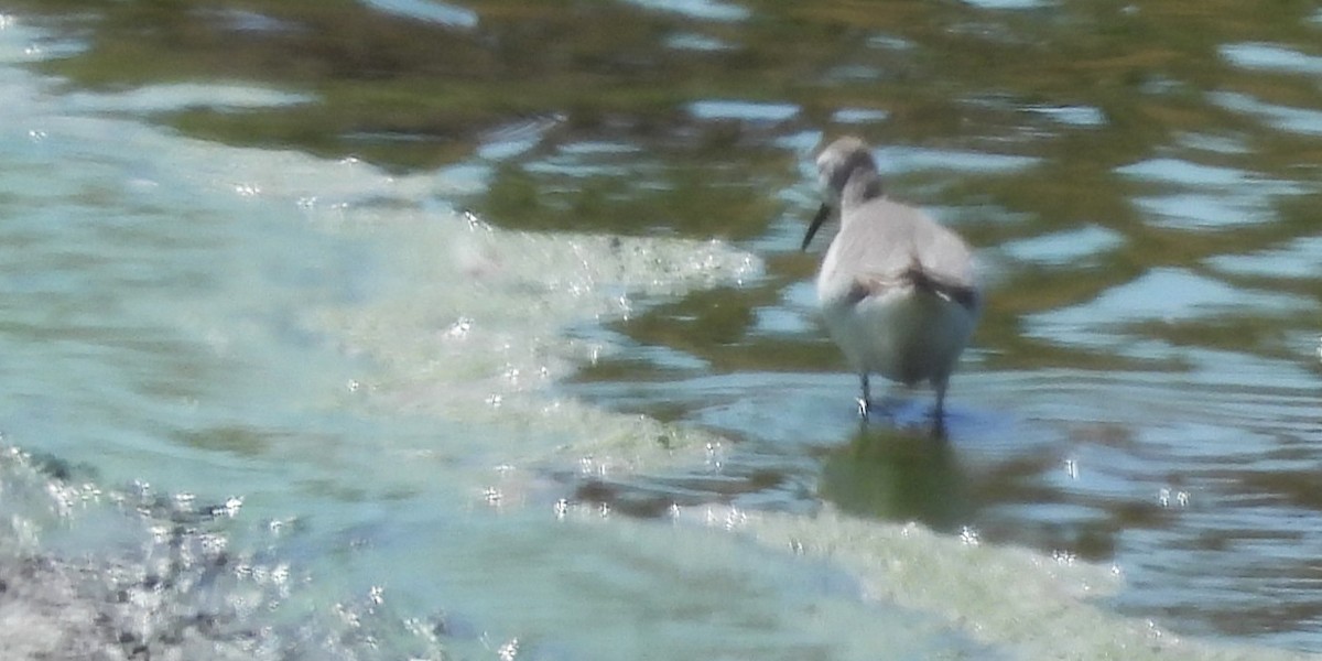 Wilsonwassertreter - ML645480521